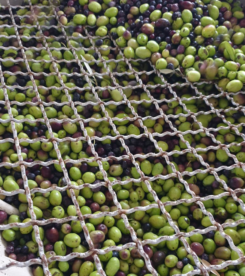 lavorazione-olive-fazzolari