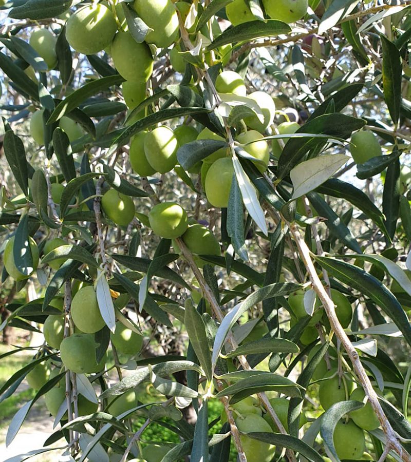 olio fazzolari